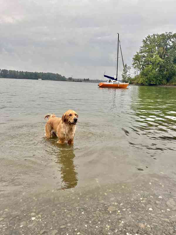 Hledám krytí pro Fenu Zlatého retrívra bez PP - foto 3
