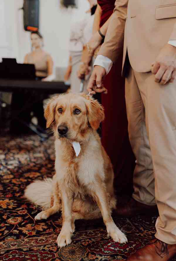 Hledám krytí pro Fenu Zlatého retrívra bez PP - foto 2