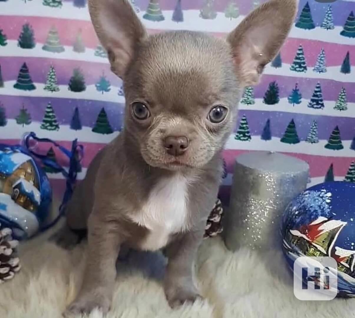 Čivava štěňátka s PP  - foto 1