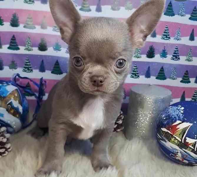 Čivava štěňátka s PP  - foto 1