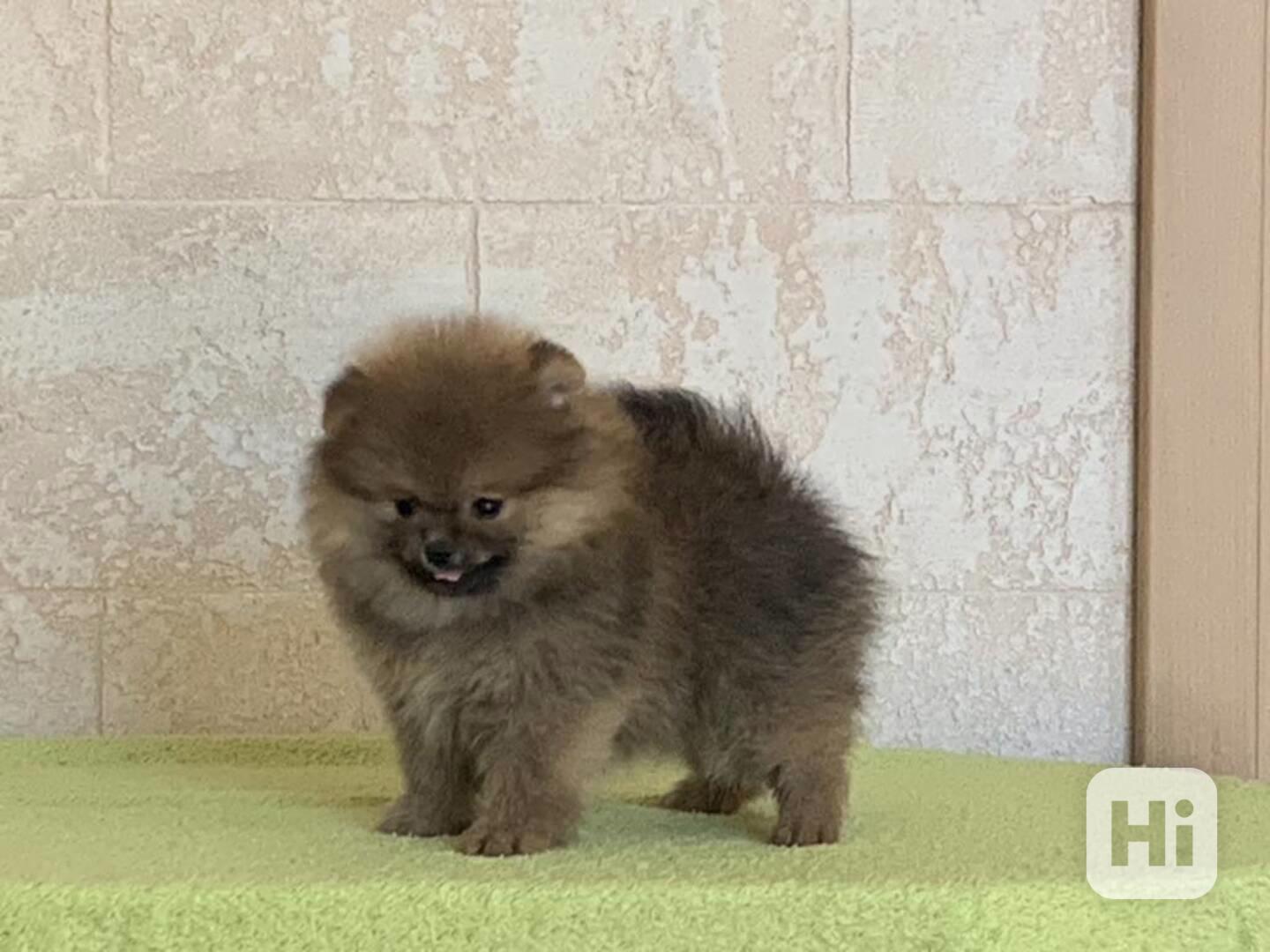 Pomeranian - foto 1