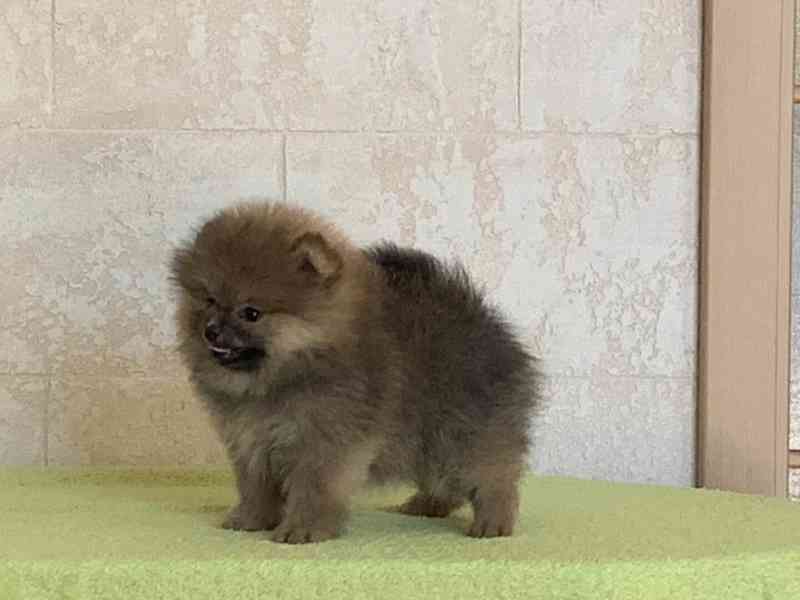 Pomeranian - foto 2
