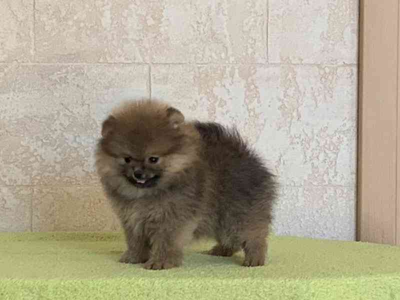 Pomeranian - foto 1