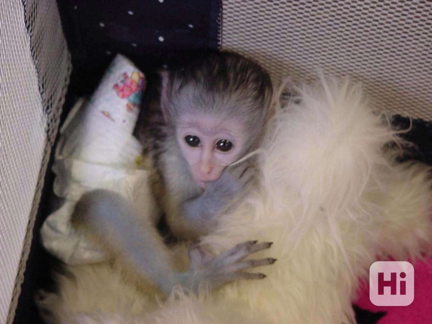 Nádherná rozkošná kapucínská opice k adopci - foto 1