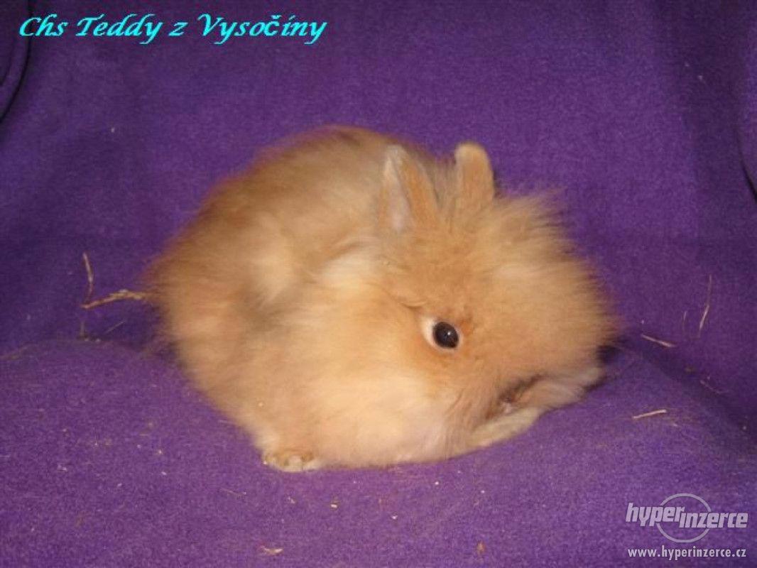 Teddy králíčci s VP - foto 1