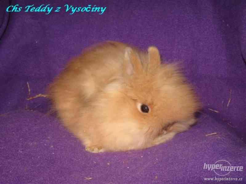 Teddy králíčci s VP - foto 1