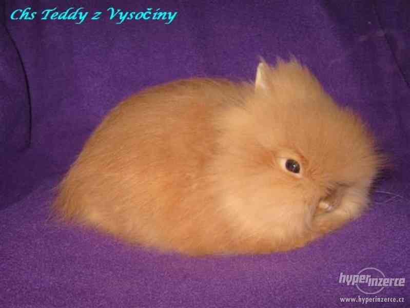 Teddy králíčci s VP - foto 2