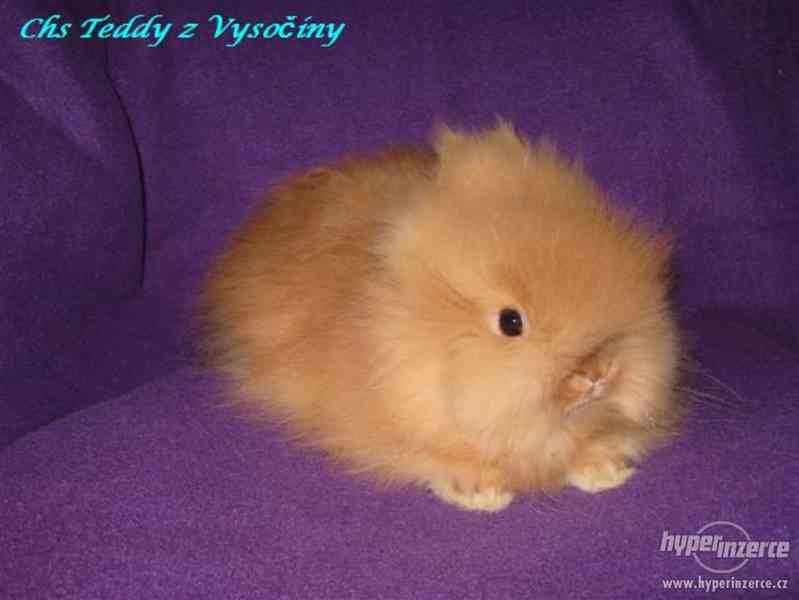 Teddy králíčci s VP - foto 3