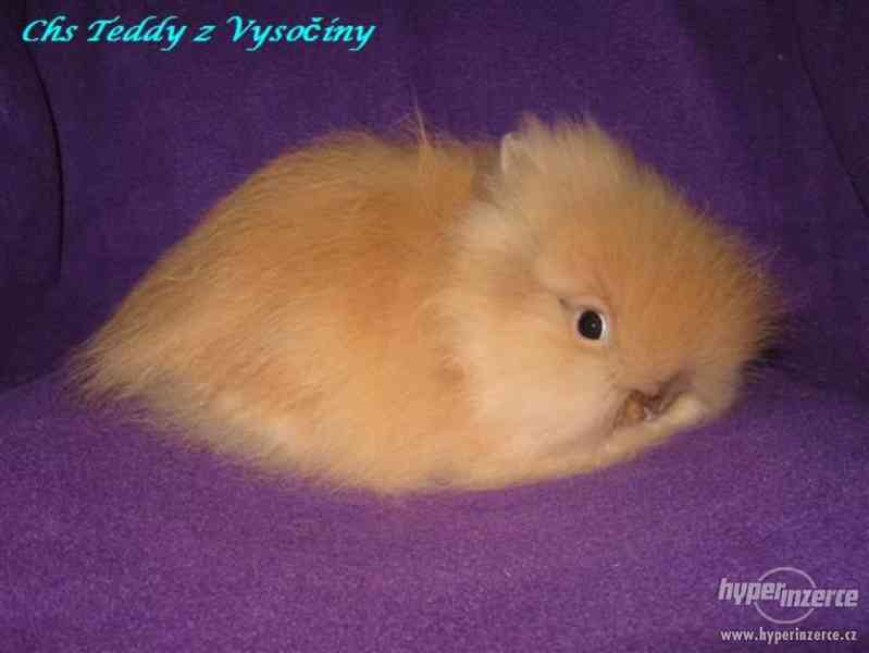 Teddy králíčci s VP - foto 4