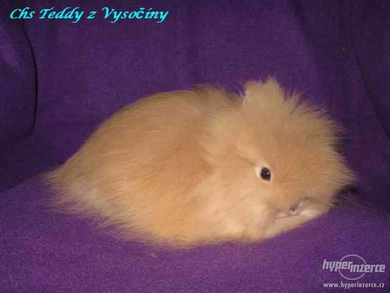 Teddy králíčci s VP - foto 5