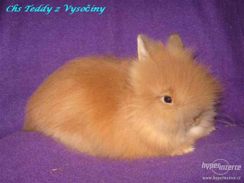Teddy králíčci s VP - foto 6