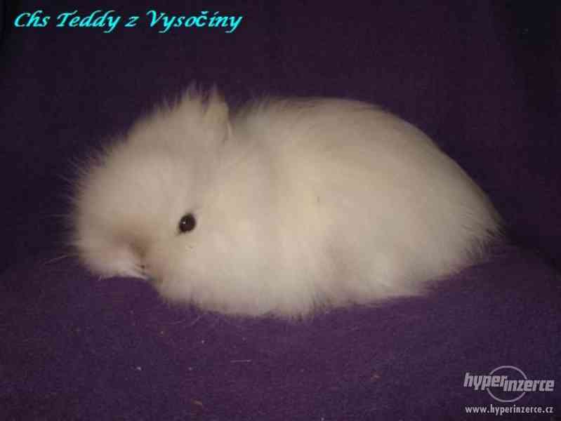 Teddy králíčci s VP - foto 7