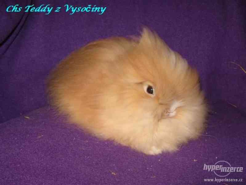 Teddy králíčci s VP - foto 9