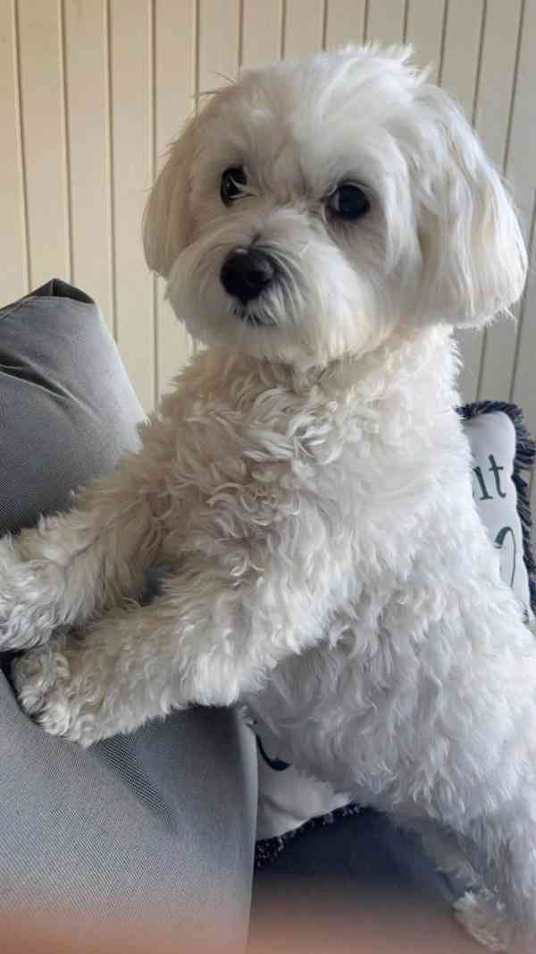 New Havanese puppies are ready to go to their new homes. - foto 4