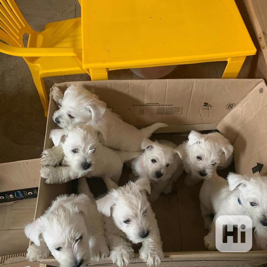 kvalitní robustní vrh štěňat west highland teriéra - foto 1