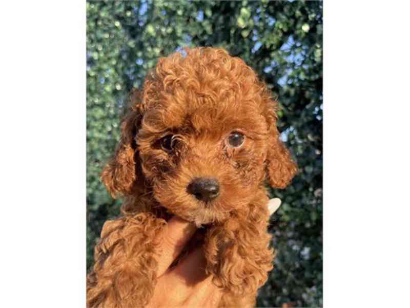 AKC Toy Poodle Puppies