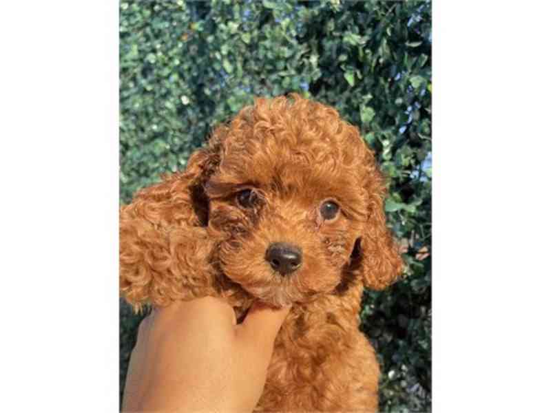 AKC Toy Poodle Puppies - foto 2