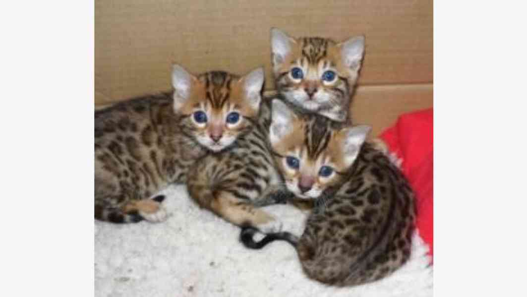 inteligentní bengálská koťata k adopci - foto 1