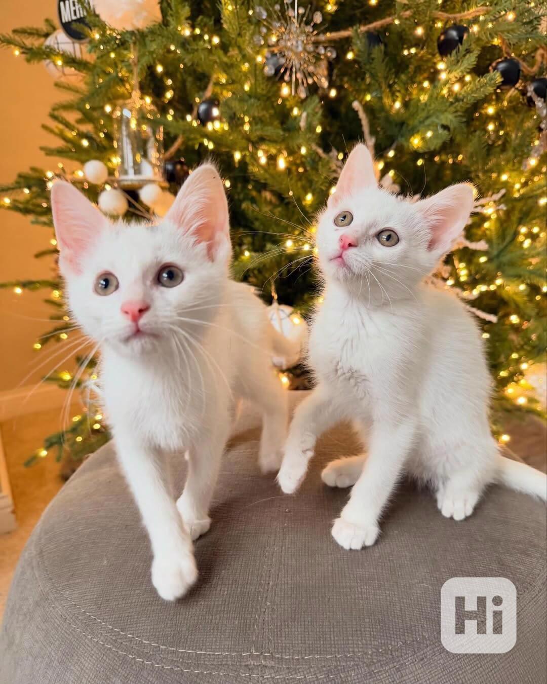 Dobře opečovávaná koťata hledají zodpovědné majitele - foto 1