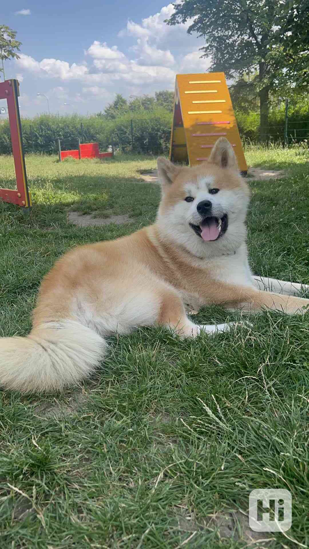 pes Akita inu ke kryti  - foto 1