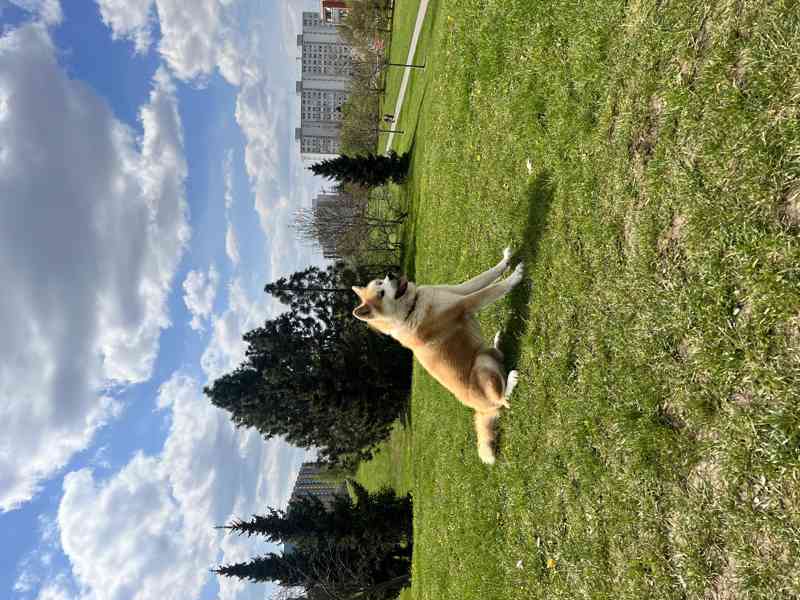 pes Akita inu ke kryti  - foto 4