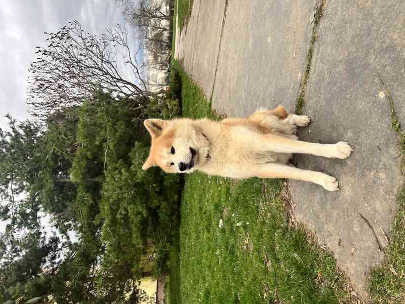 pes Akita inu ke kryti  - foto 3