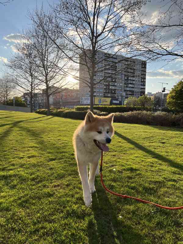 pes Akita inu ke kryti  - foto 2