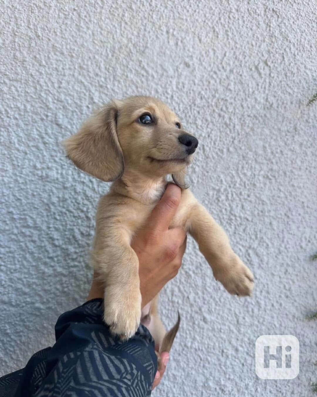 Milující štěně jezevčíka🐾 - foto 1