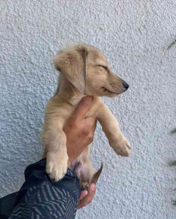 Milující štěně jezevčíka🐾 - foto 2