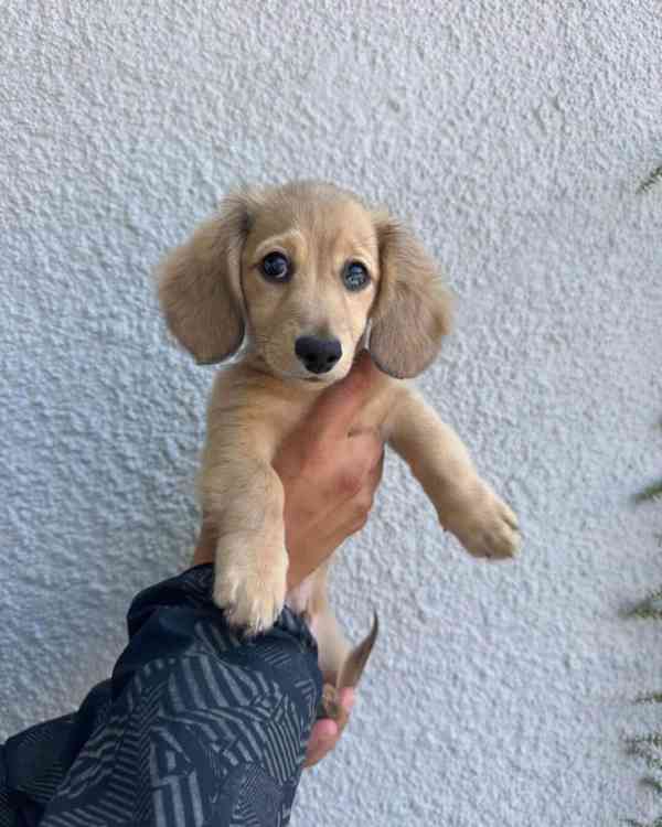 Milující štěně jezevčíka🐾 - foto 3