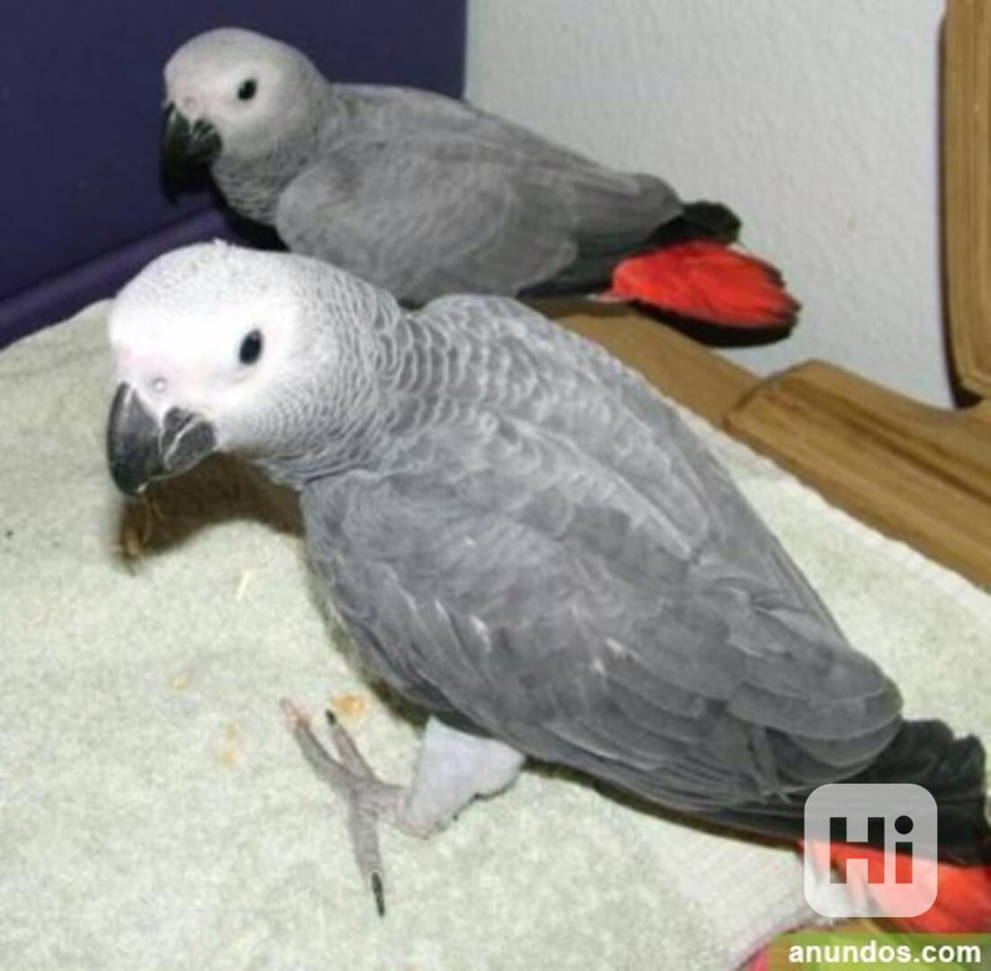 Prodám samice papouška šedého - foto 1