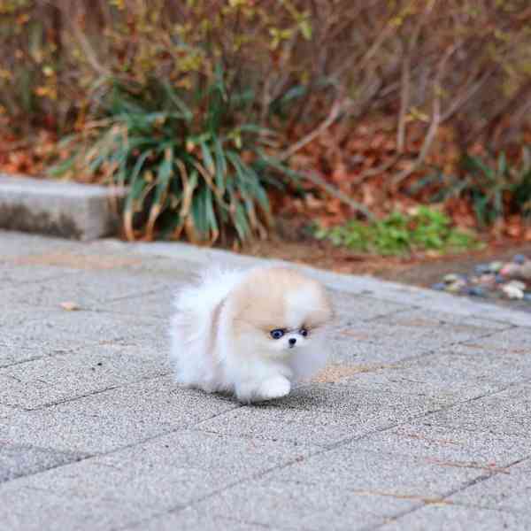 Úžasná štěňata pomeranianů od TeaCup