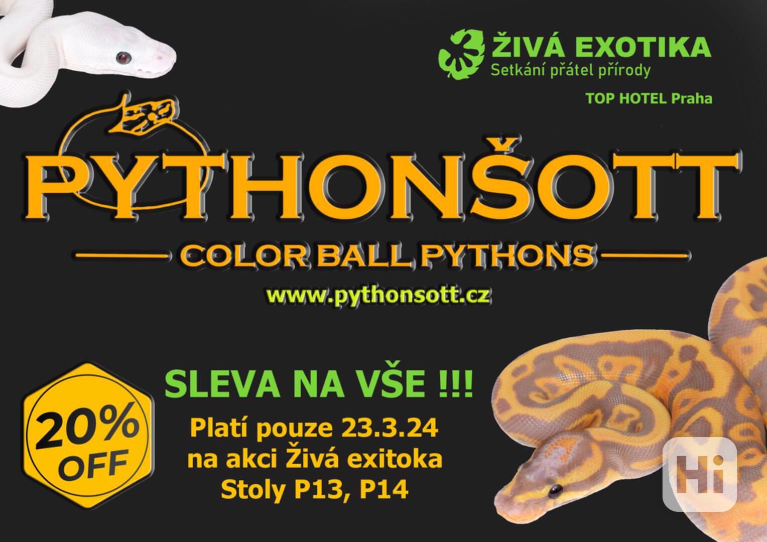 ŽIVÁ EXOTIKA 23.3.24 - Krajta královská (Python regius) - foto 1