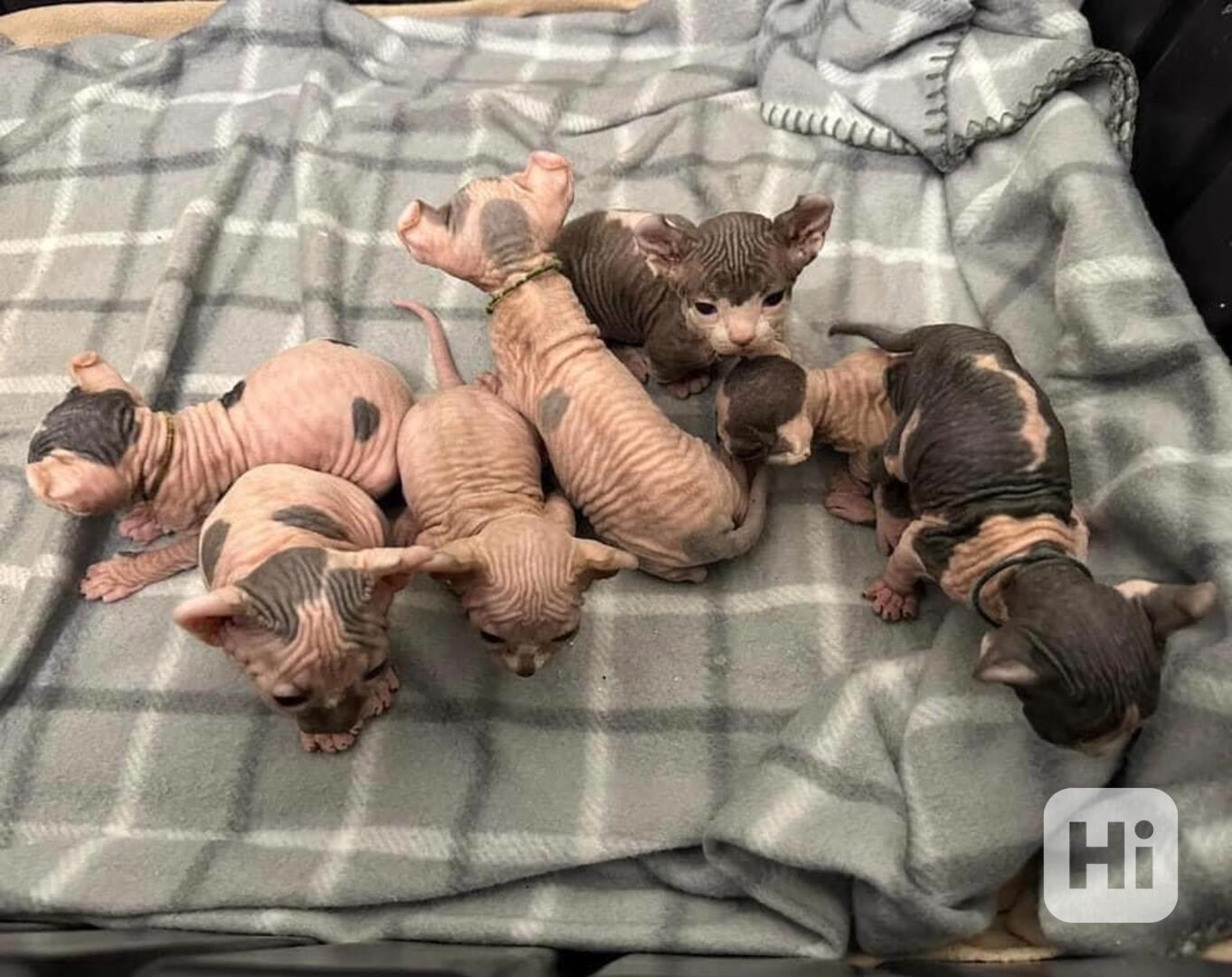 sphynx koťata k adopci. - foto 1