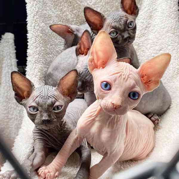 sphynx koťata k adopci. - foto 2