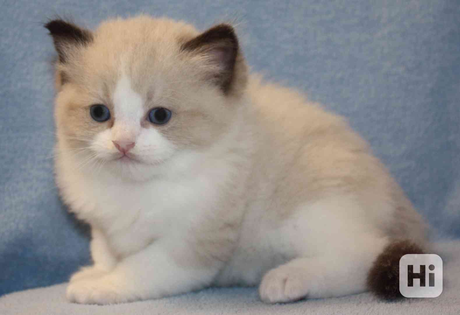 RAGDOLL koťátka - foto 1