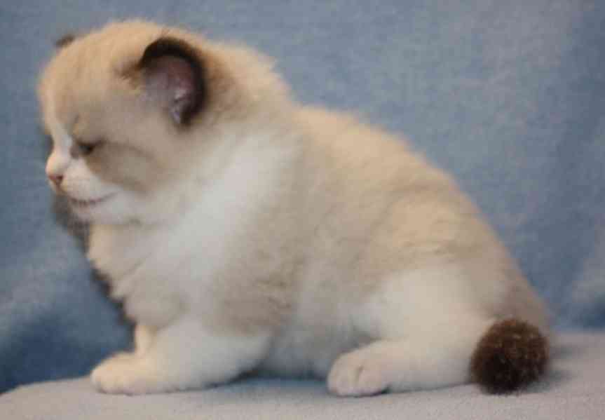 RAGDOLL koťátka - foto 2