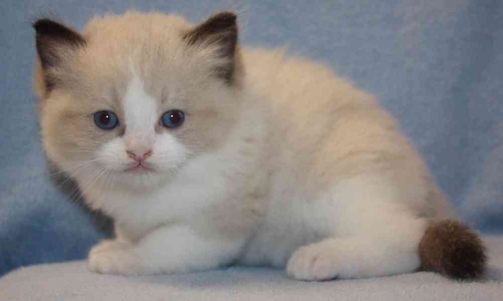 RAGDOLL koťátka - foto 3
