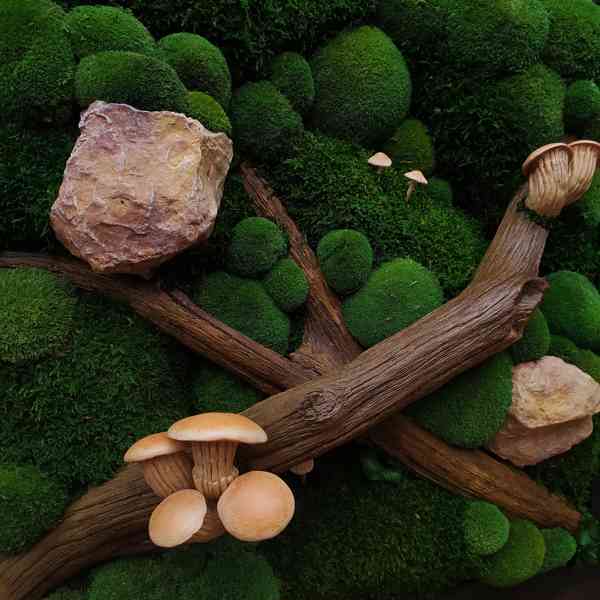 Mechový obraz / obraz ze stabilizovaného mechu - foto 4