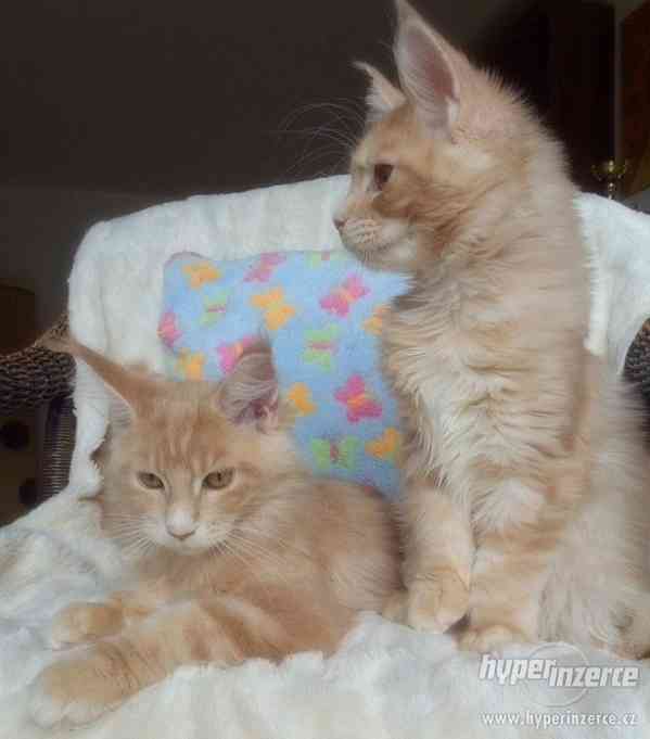 Mainská mývalí koťátka- kocourci a kočičky s PP - foto 4