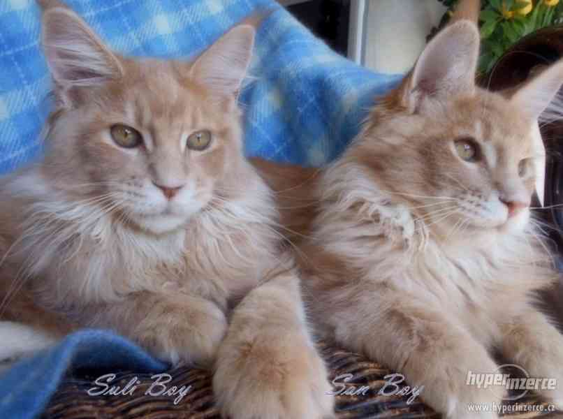 Mainská mývalí koťátka- kocourci a kočičky s PP - foto 5