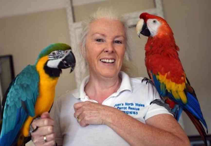 Inteligentní papoušci modrozlatí arové