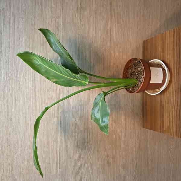 Strelitzia Reginae - foto 2