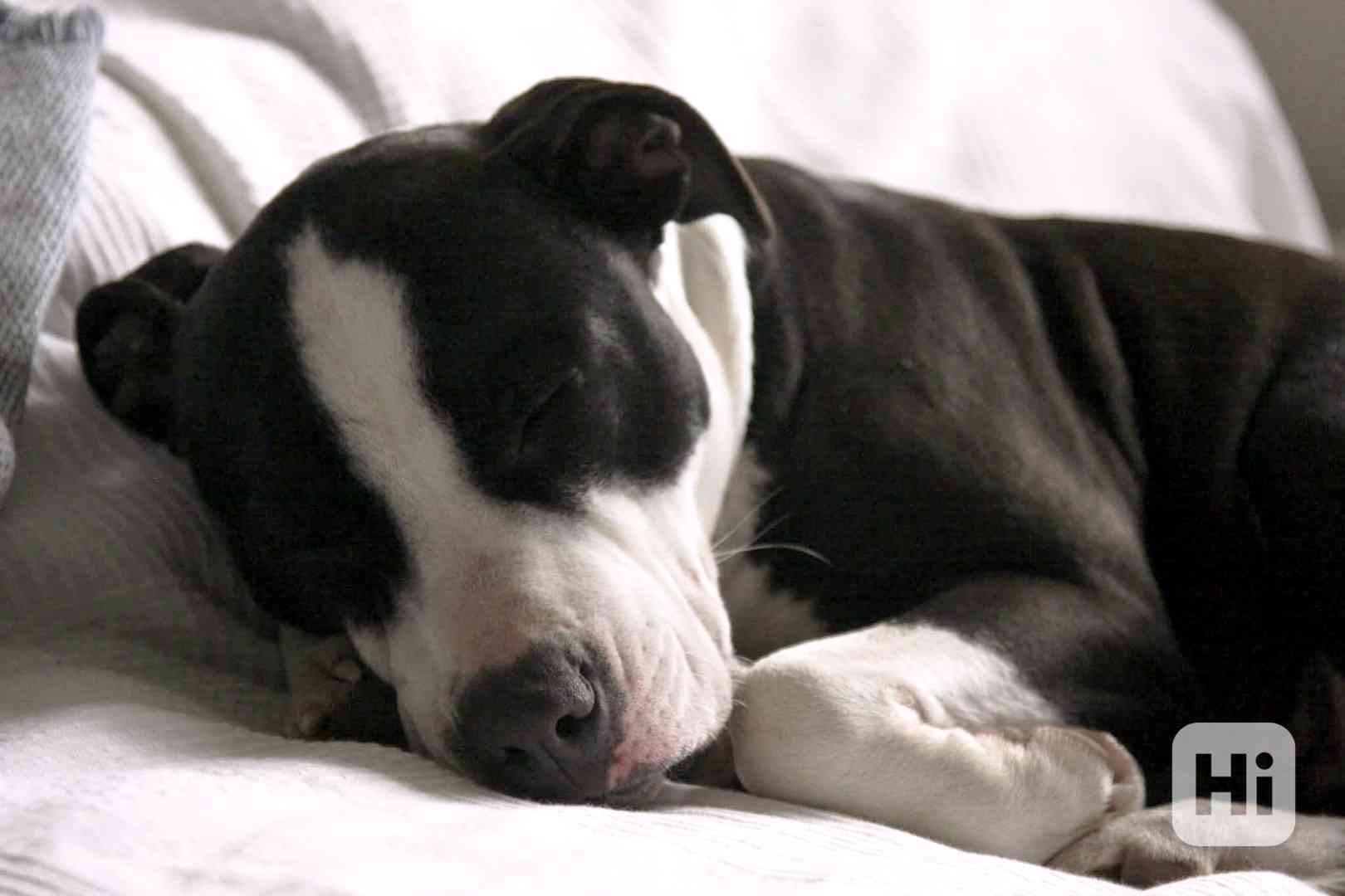 AJKA - kastrovaná fenečka 1,5 roku - foto 1