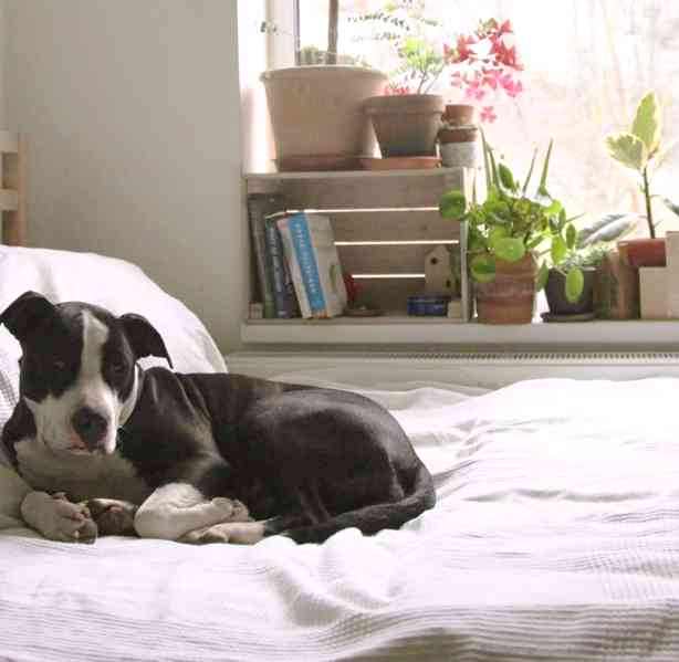 AJKA - kastrovaná fenečka 1,5 roku - foto 2