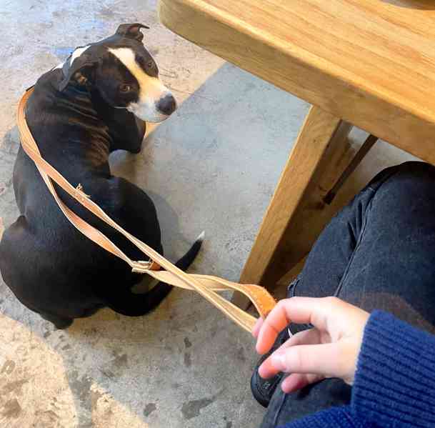 AJKA - kastrovaná fenečka 1,5 roku - foto 4