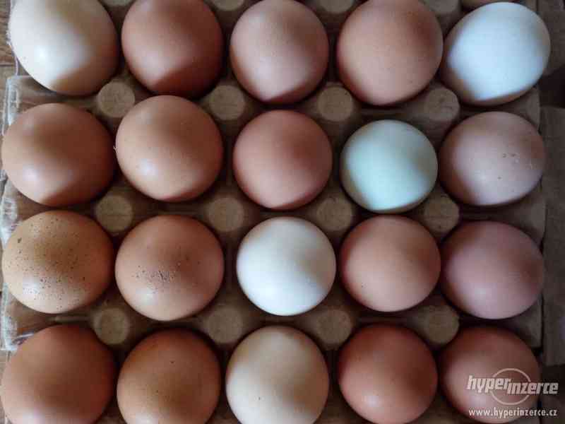 Křepelčí vejce - foto 4