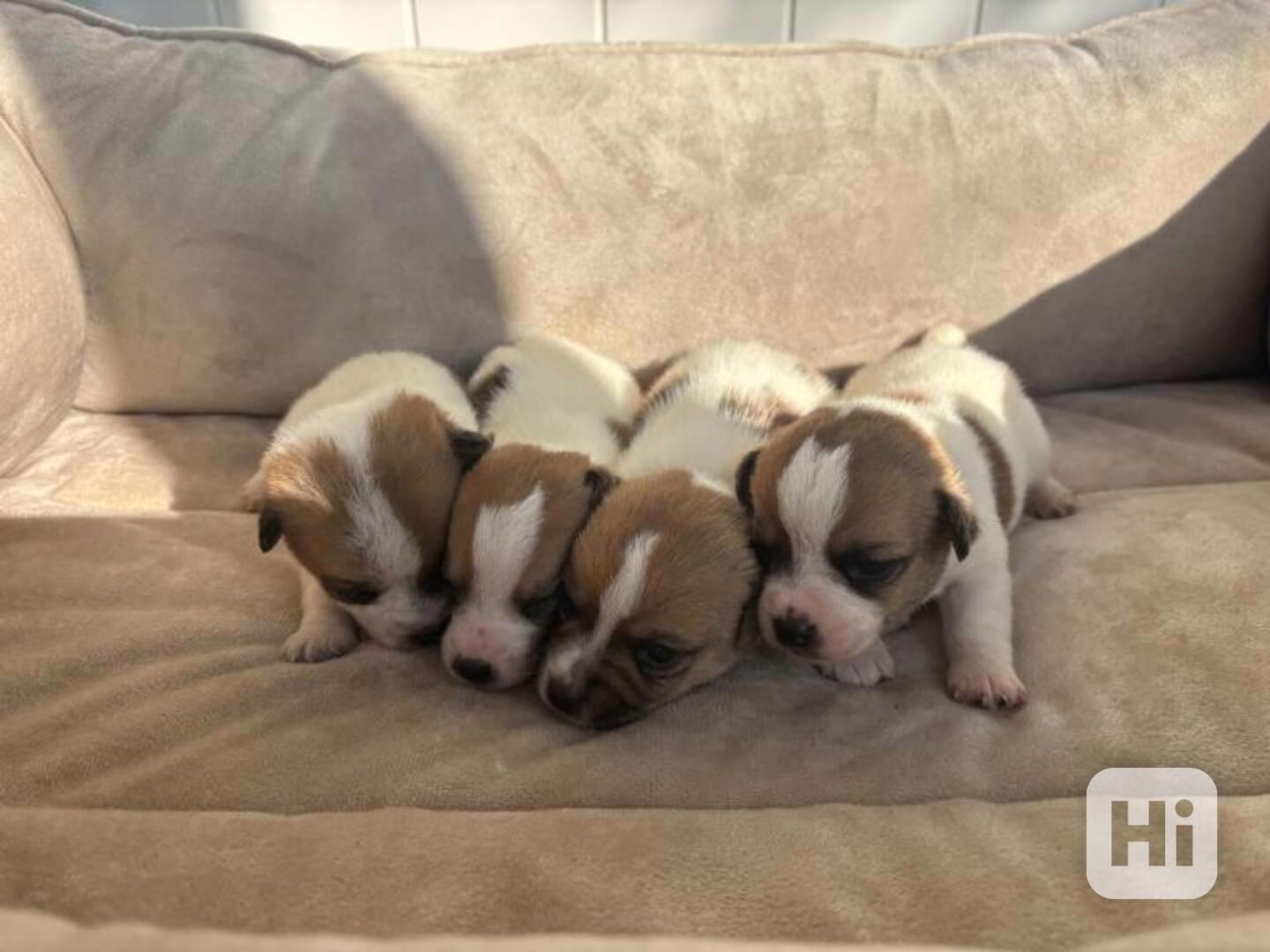 Jack Russel teriér -pouze do milujících domovů  - foto 1