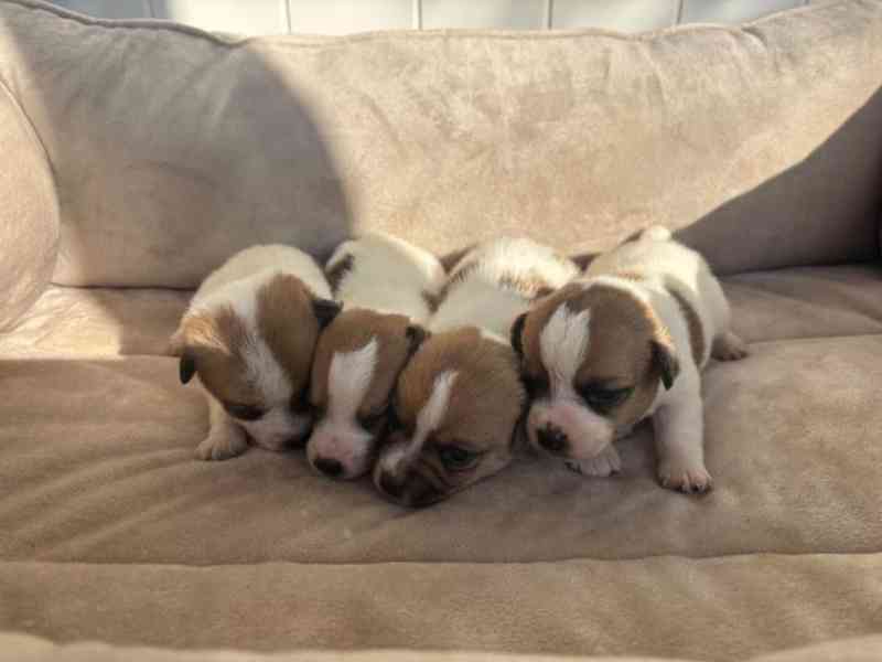 Jack Russel teriér -pouze do milujících domovů  - foto 1