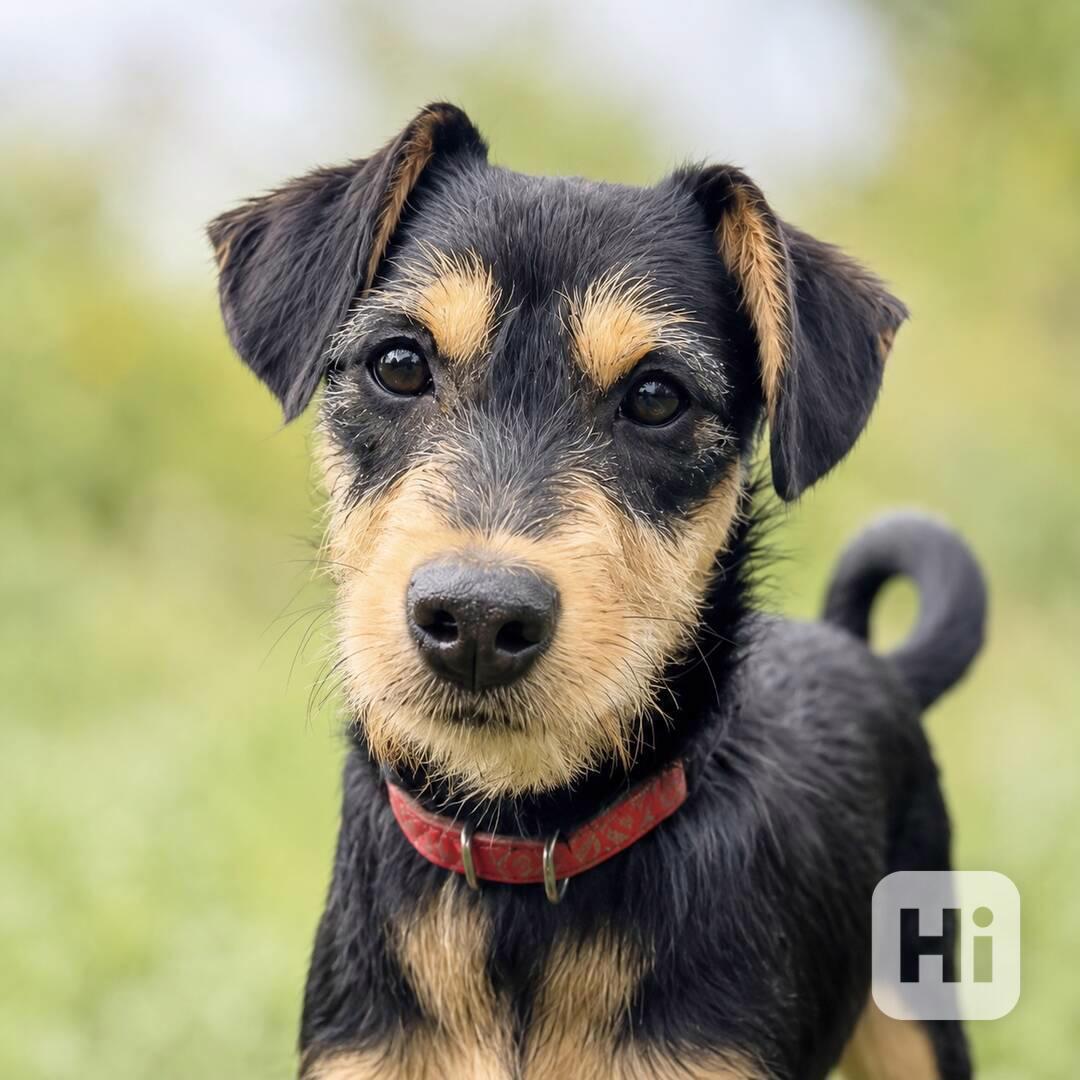 BLACKIE - štěňátko, fenečka 4,5 měsíce  - foto 1
